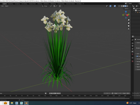 Iris siberica - White Siberian Iris 3D Model