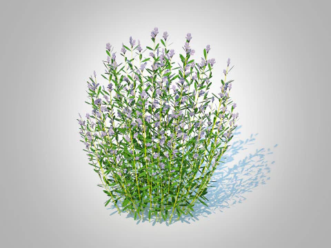 Rosmarinus officinalis Modelo 3D