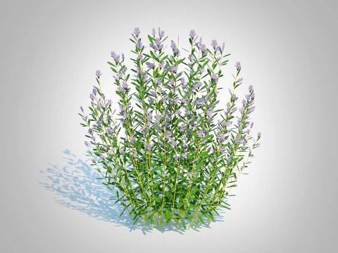 Rosmarinus officinalis 3D Model