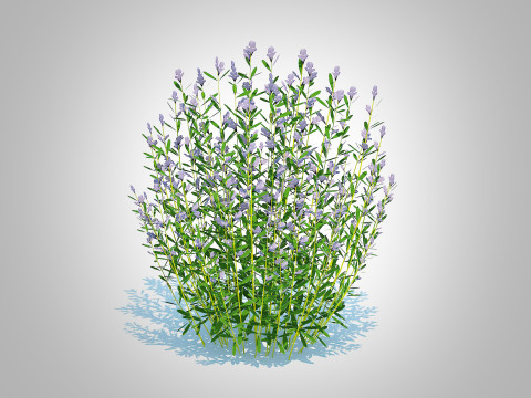 Rosmarinus officinalis Model 3D