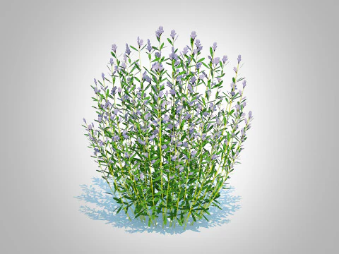 Rosmarinus officinalis 3D Model