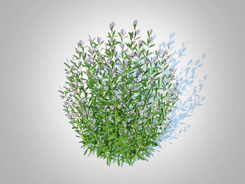 Rosmarinus officinalis 3D Model