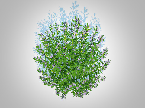 Rosmarinus officinalis Model 3D