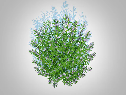 Rosmarinus officinalis 3D Model