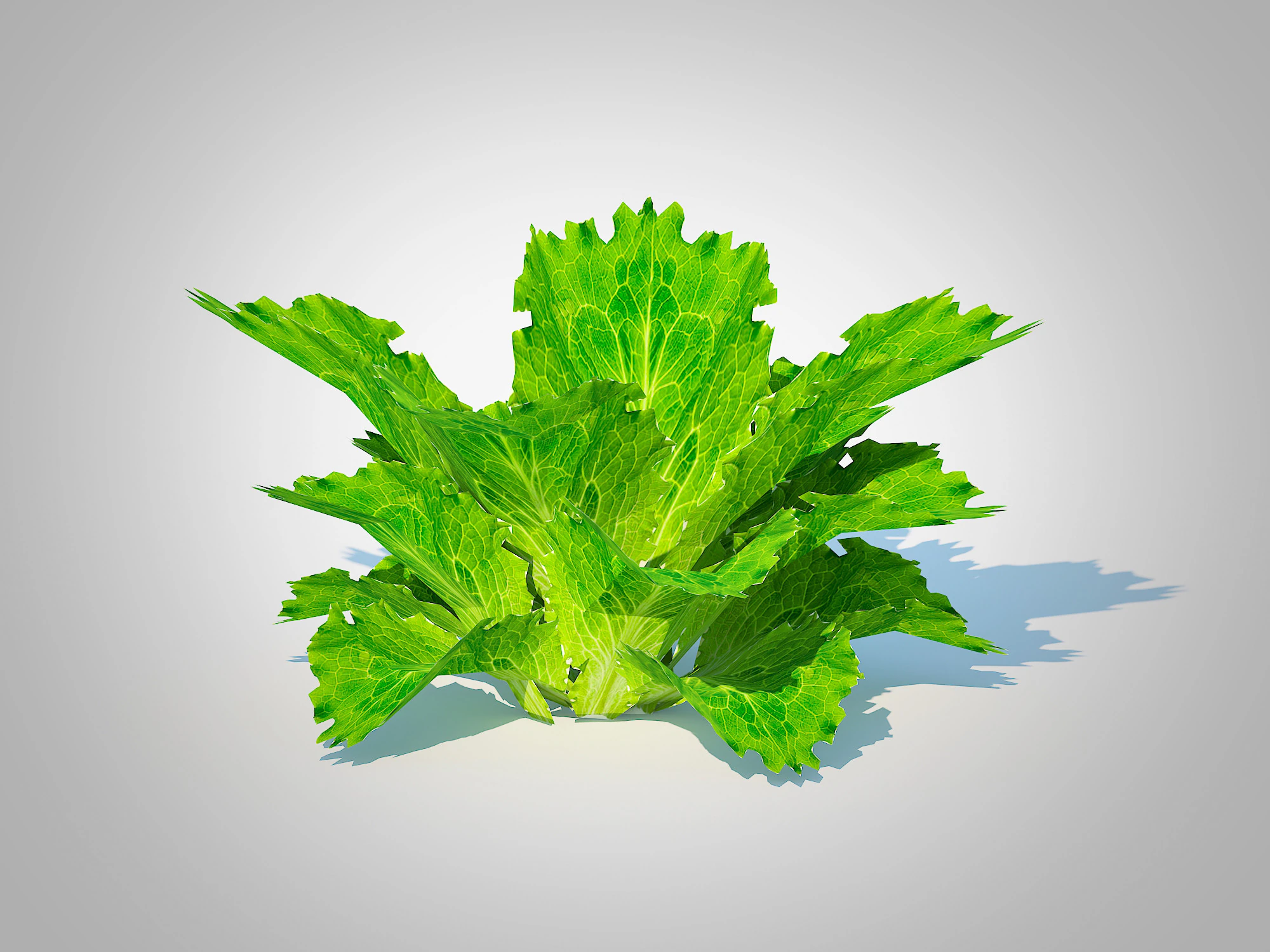 Lettuce green 3D Model .c4d .max .obj .3ds .fbx .stl .blend 