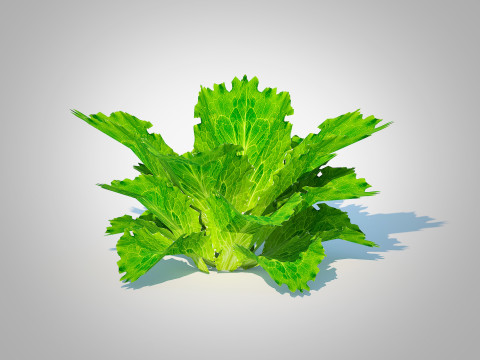 Lettuce green 3D 모델