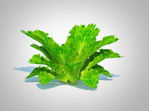 Lettuce green 3D मॉडल