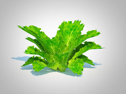 Lettuce green 3D Model