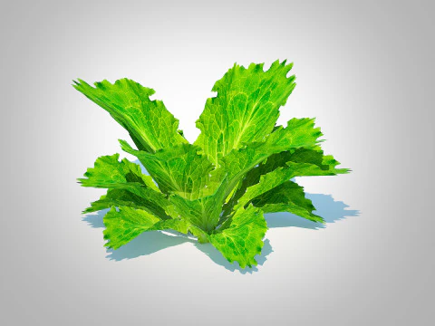 Lettuce green 3D Model