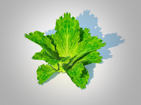 Lettuce green 3D मॉडल