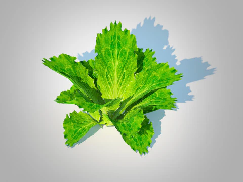 Lettuce green 3D Model