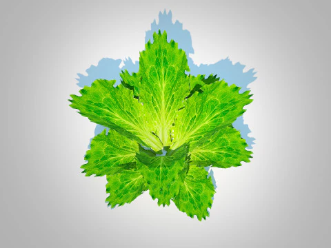 Lettuce green 3D Model