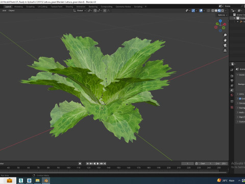 Lettuce green 3D मॉडल