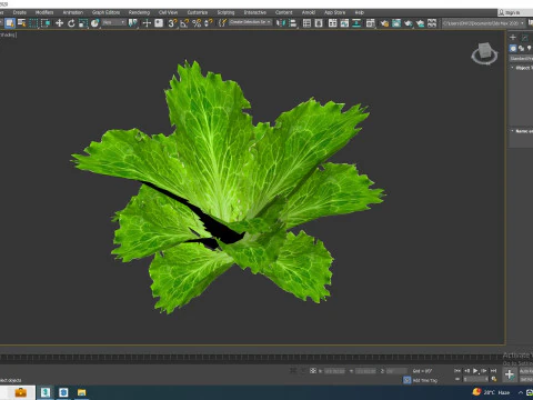 Lettuce green 3D Model