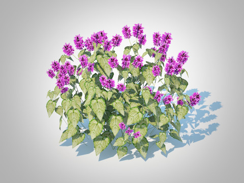 Lamium mac -Chequers 3D Модель