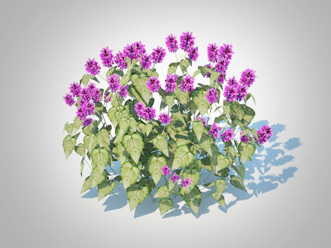 Lamium mac -Warcaby Model 3D