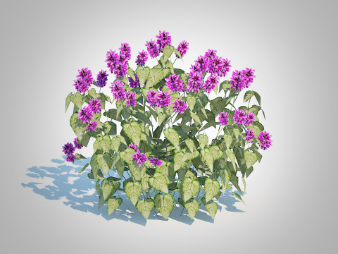 Lamium mac -Chequers 3D 模型