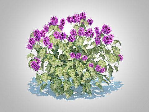Lamium mac -Chequers 3D 模型
