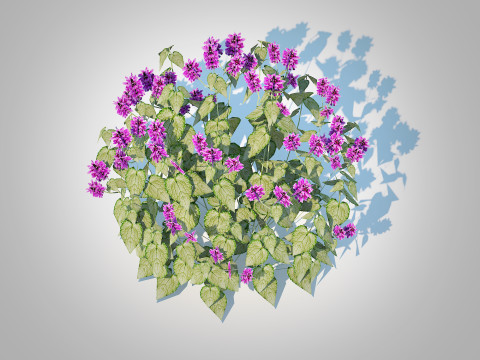 Lamium mac -Chequers 3D 模型