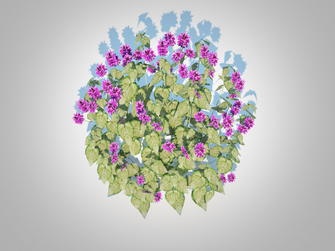 Lamium mac -Chequers 3D 模型