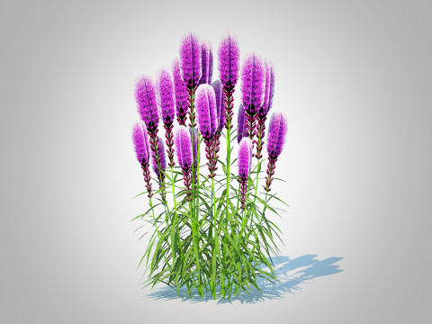 Liatris - purple gayfeather Modelo 3D