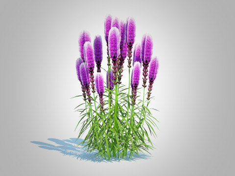 Liatris - purple gayfeather 3D Model