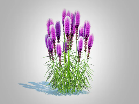 Liatris - purple gayfeather 3D Model