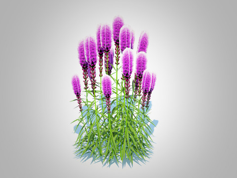 Liatris - purple gayfeather 3D Model