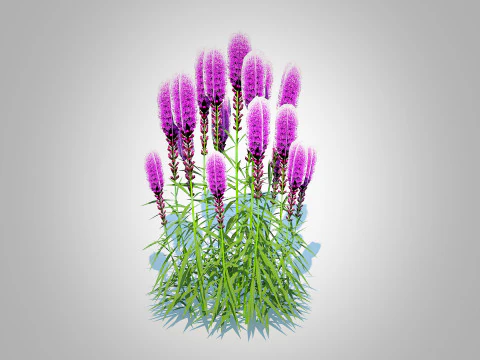 Liatris - purple gayfeather 3D Model