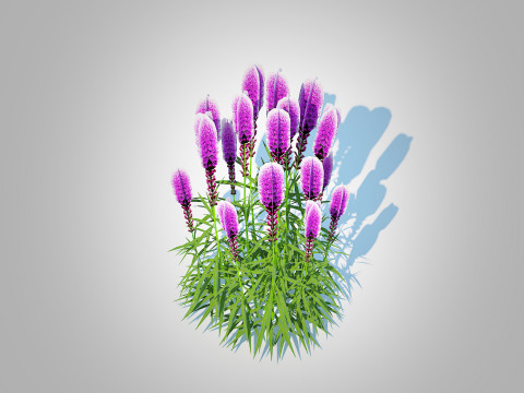 Liatris - purple gayfeather 3D Model