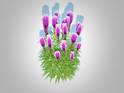 Liatris - purple gayfeather 3D Model