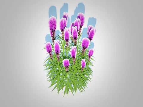 Liatris - purple gayfeather 3D Model