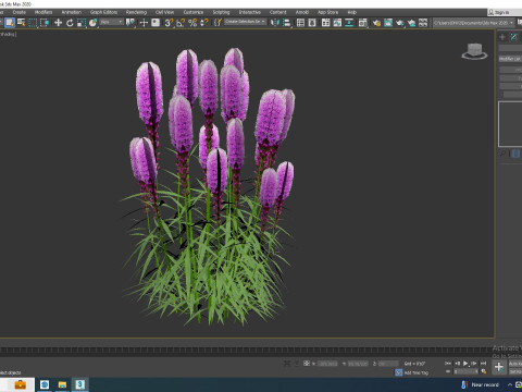Liatris - purple gayfeather 3D Model