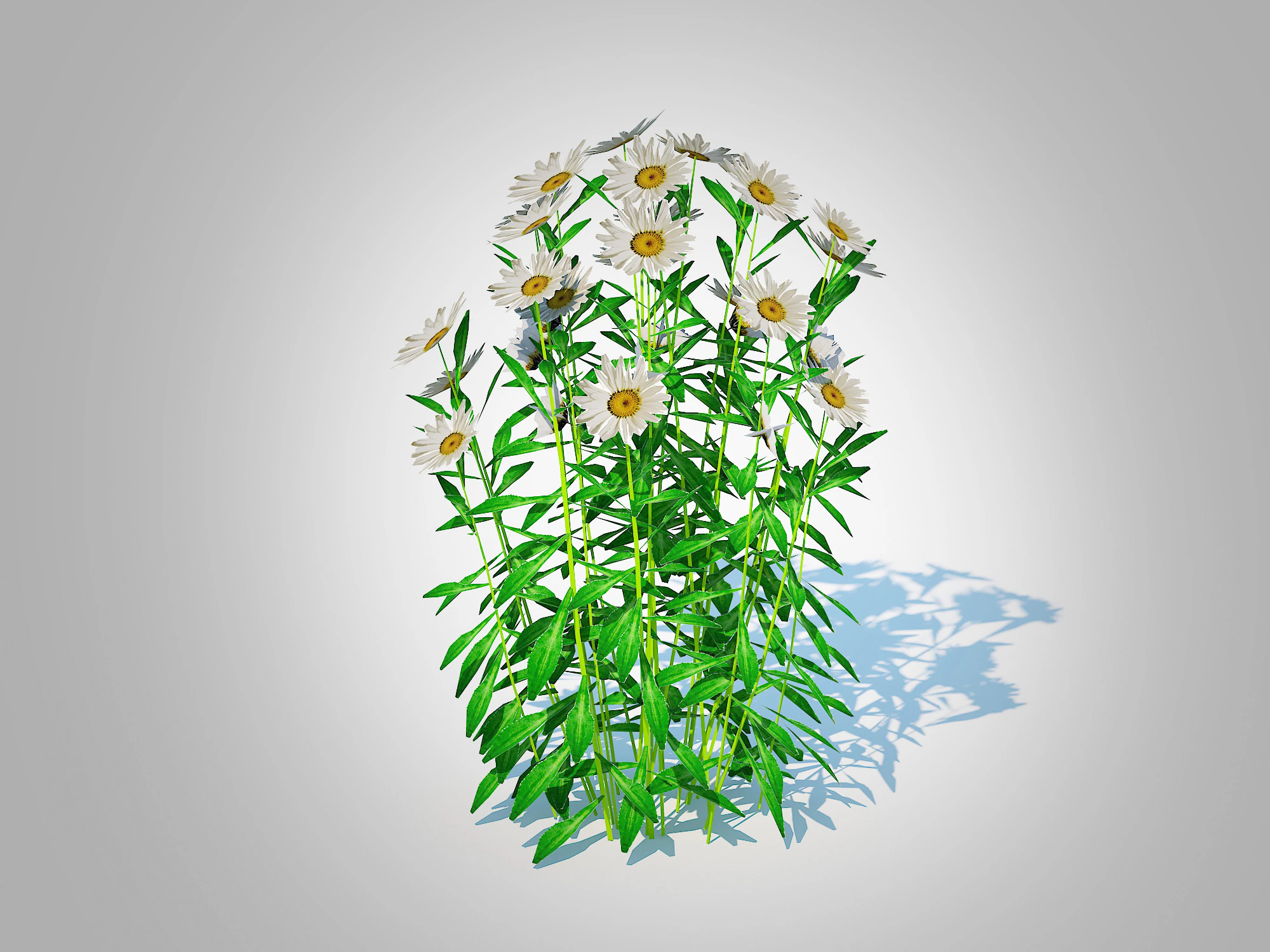 Leucanthemum - shasta daisy 3D Model .c4d .max .obj .3ds .fbx .stl .blend 