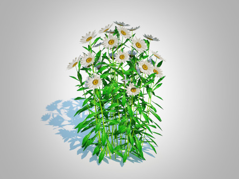 Leucanthemum - shasta daisy Modelo 3D