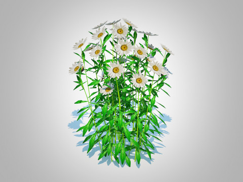 Leucanthemum - shasta daisy Modelo 3D