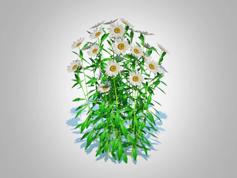 Leucanthemum - shasta daisy 3D Model
