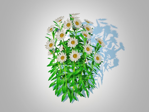 Leucanthemum - shasta daisy Modelo 3D