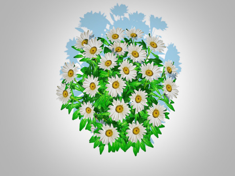 Leucanthemum - shasta daisy Modelo 3D