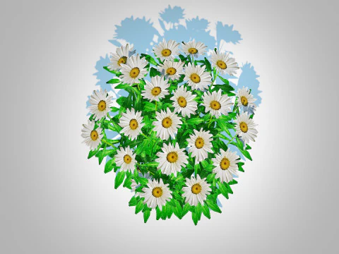 Leucanthemum - shasta daisy 3D Model