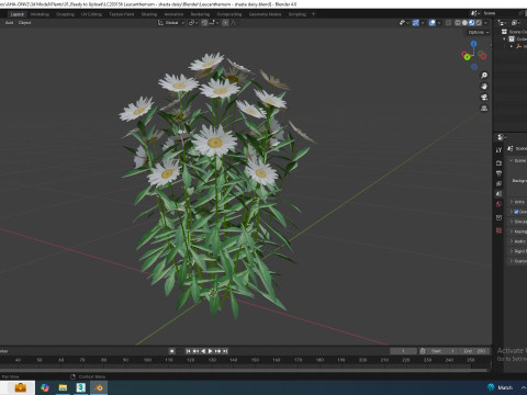 Leucanthemum - shasta daisy Modelo 3D