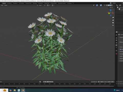 Leucanthemum - shasta daisy 3D Model