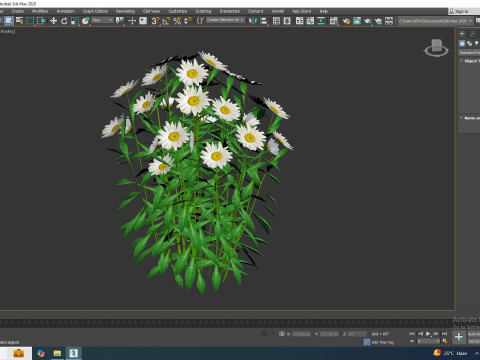Leucanthemum - shasta daisy Modelo 3D
