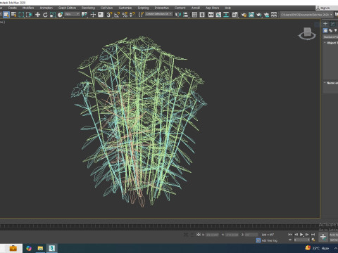 Leucanthemum - shasta daisy Modelo 3D