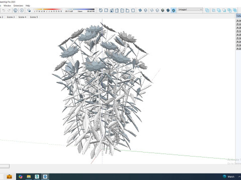 Leucanthemum - shasta daisy Modelo 3D
