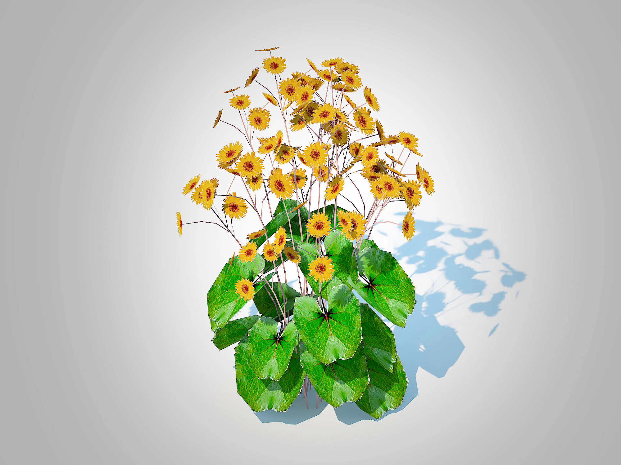 Ligularia Britt Marie Crawford - Ligularia 3D Model .c4d .max .obj .3ds .fbx .stl .blend 