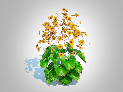 Ligularia Britt Marie Crawford - Ligularia Modello 3D