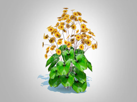 Ligularia Britt Marie Crawford - Ligularia 3D Model