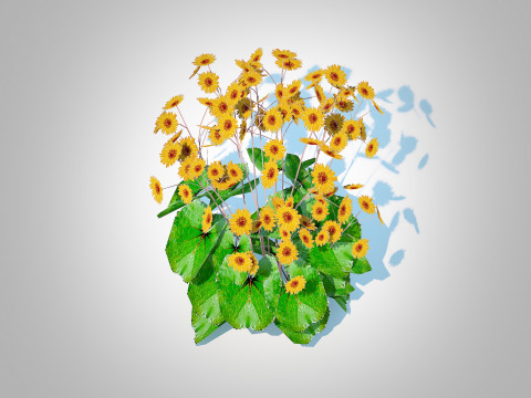 Ligularia Britt Marie Crawford - Ligularia Modello 3D