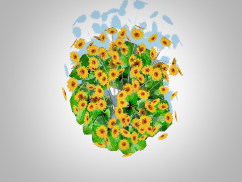 Ligularia Britt Marie Crawford - Ligularia Modello 3D